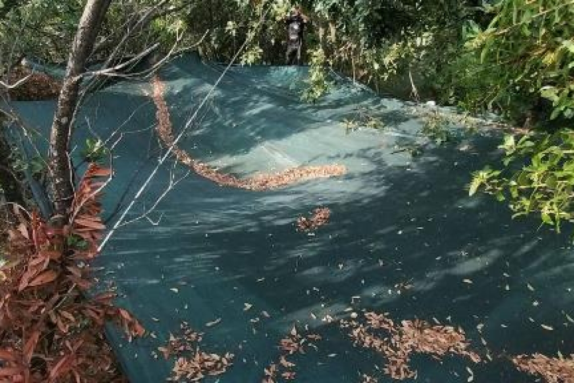Μεγάλη φυτεία ινδικής κάνναβης εντοπίστηκε κοντά στα ελληνοαλβανικά σύνορα στη Θεσπρωτία 