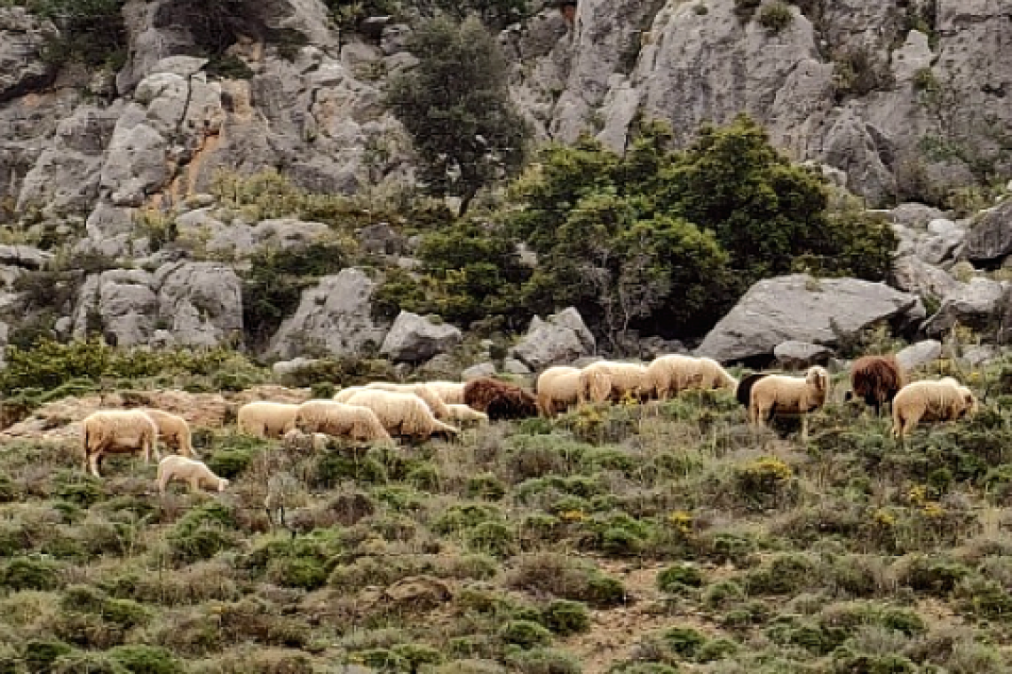 Περιφέρεια Ηπείρου: Απαγόρευση μετακινήσεων αιγοπροβάτων