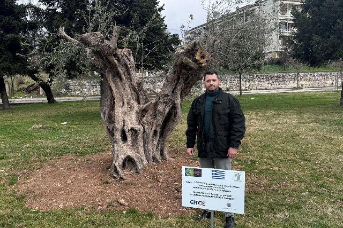 Ο Δήμος Ιωαννιτών προχώρησε στη φύτευση 6 αιωνόβιων και υπεραιωνόβιων ελιών