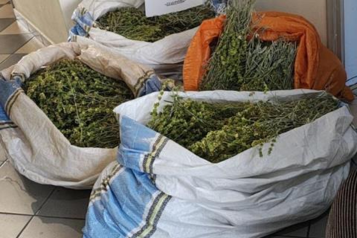 Ιωάννινα: Ακόμα μία σύλληψη για παράνομη συλλογή αρωματικού – φαρμακευτικού φυτού 