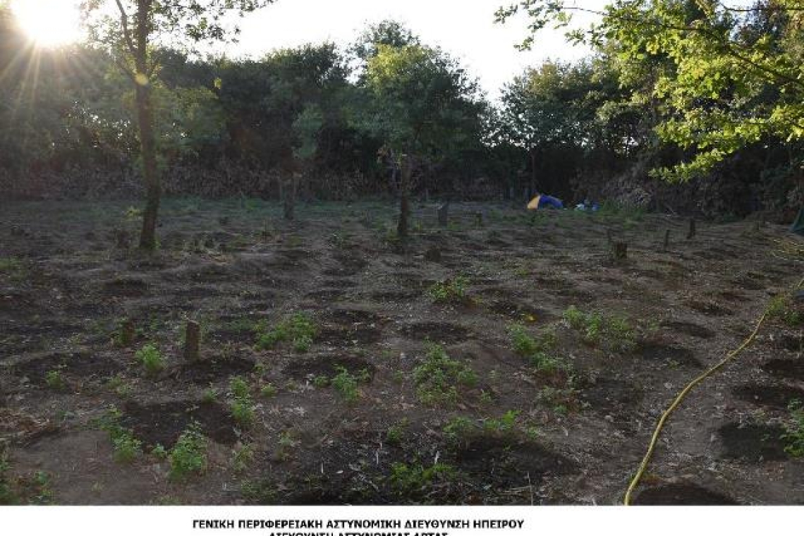 Εξαρθρώθηκε εγκληματική οργάνωση στην Άρτα που δραστηριοποιούνταν στην καλλιέργεια ναρκωτικών 