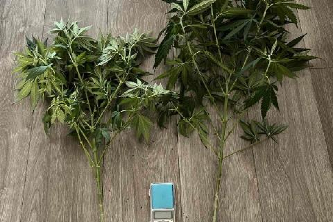 Συνελήφθη ημεδαπός στα Ιωάννινα για καλλιέργεια ναρκωτικών