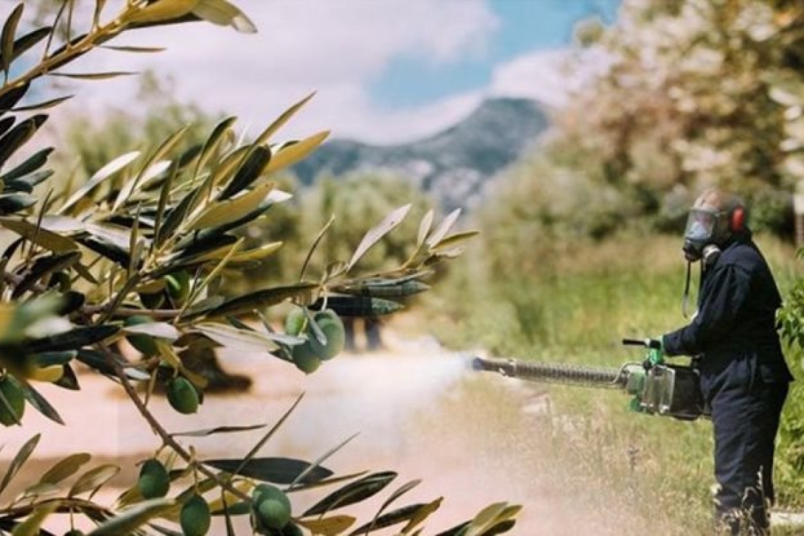 Έναρξη δολωματικών ψεκασμών αντιμετώπισης του δάκου της ελιάς στην ΠΕ Θεσπρωτίας